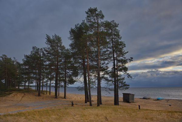 Карелия Онежское озеро Сосновый бор на берегу