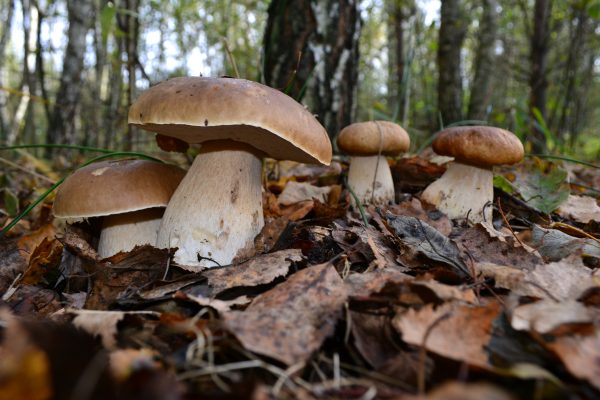 грибы, осень, белые грибы