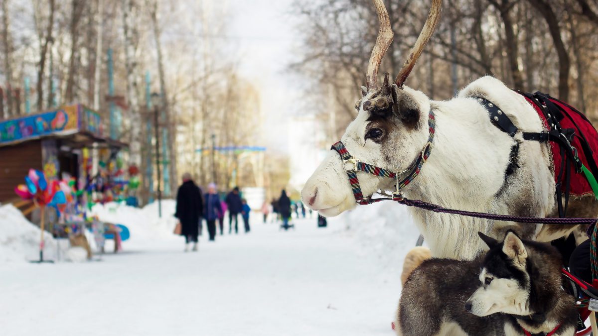 Тур На Север! Зимнее путешествие в Карелию семьей на 5 дней | Туристическая  компания Спринт