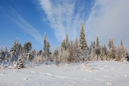 зима лес в снегу