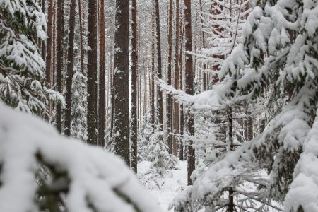 Зима, Зимний лес